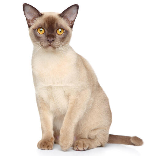Burma-Katzenrasse