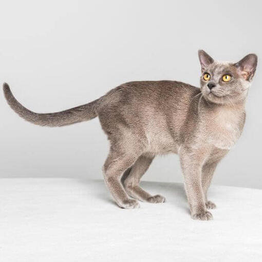 Burma-Katzenrasse