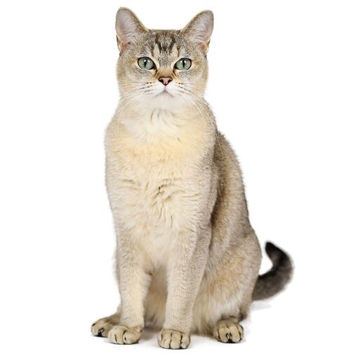 Burmilla-Katzenrasse