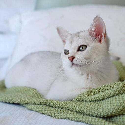 Burmilla-Katzenrasse
