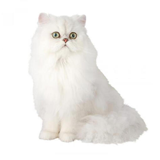 Chinchilla-Katzenrasse