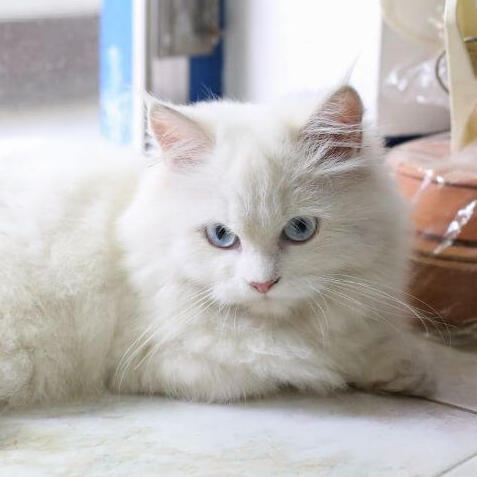Chinchilla-Katzenrasse