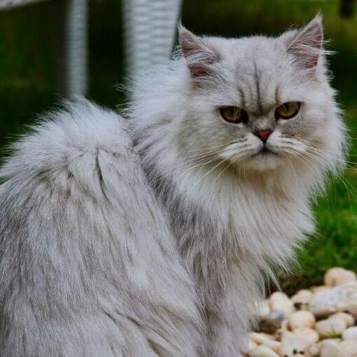 Chinchilla-Katzenrasse