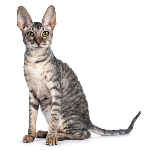 Cornish Rex Katzenrasse