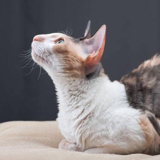 Cornish Rex Katzenrasse