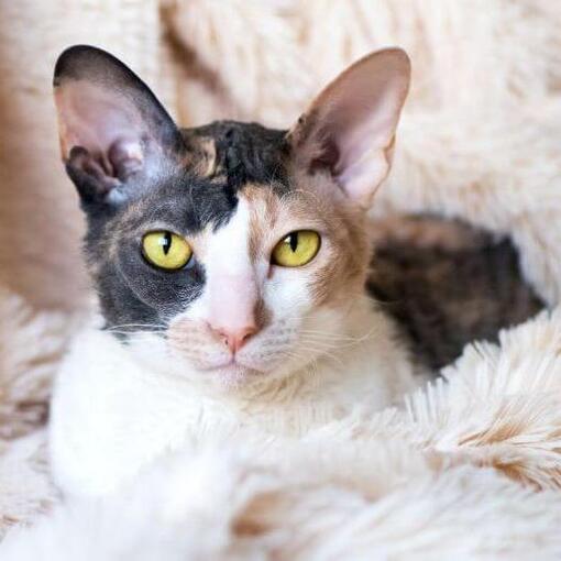 Cornish Rex-Katze liegt auf dem Sofa