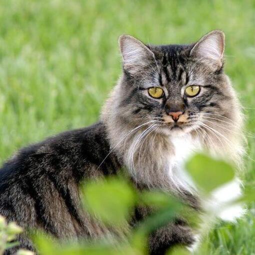 Cymrische Katzenrasse