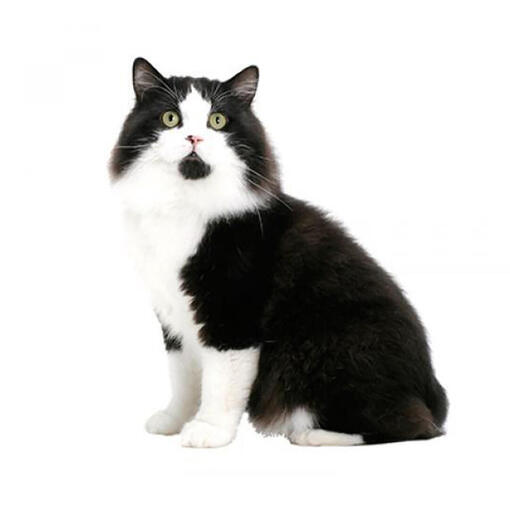Cymrische Katzenrasse