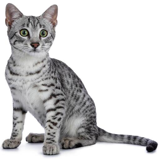 Ägyptische Mau-Katzenrasse