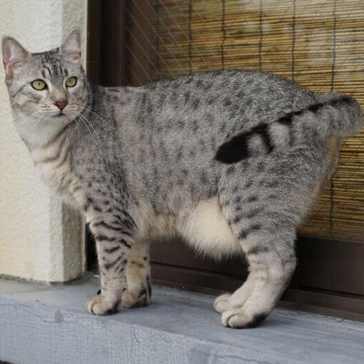 Ägyptische Mau-Katzenrasse