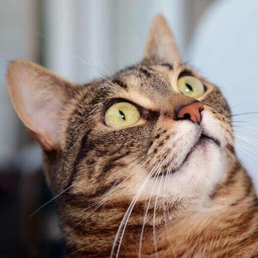 Eine schwangere Ägyptische Mau-Katze läuft durch die Stadt