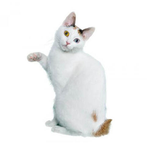 Japanische Bobtail-Katzenrasse (Kurzhaar).