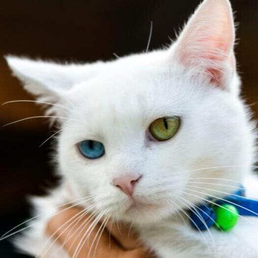 Japanische Bobtail-Katzenrasse (Kurzhaar).