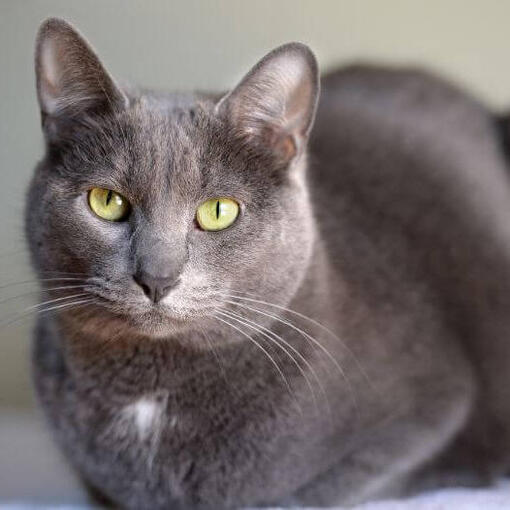 Korat-Katzenrasse