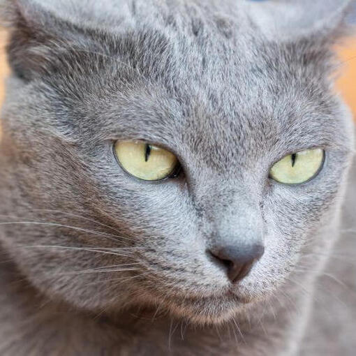 Korat-Katze sitzt auf dem Teppich