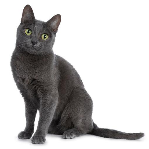 Korat-Katzenrasse