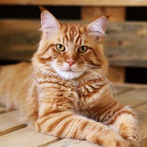 Maine-Coon-Katzenrasse