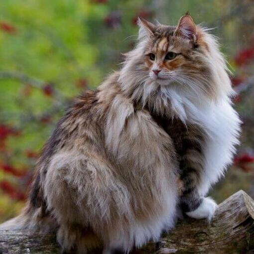 Norwegische Waldkatze steht im Hof
