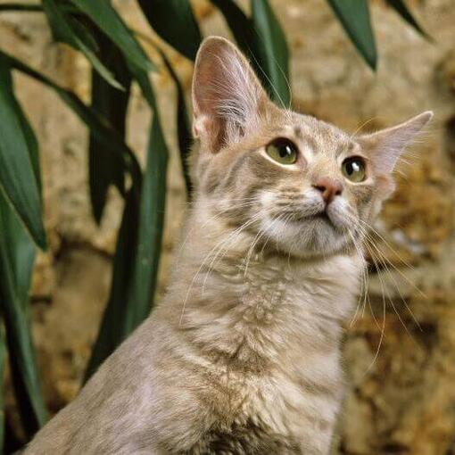 Orientalische Langhaarkatze spielt im Garten