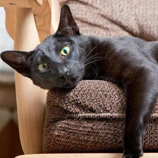 Orientalische Kurzhaarkatze liegt auf dem Sofa