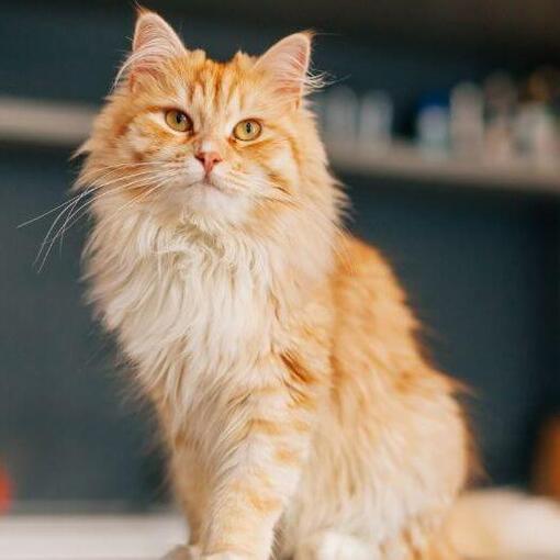 Persische Langhaarkatze steht in der Küche