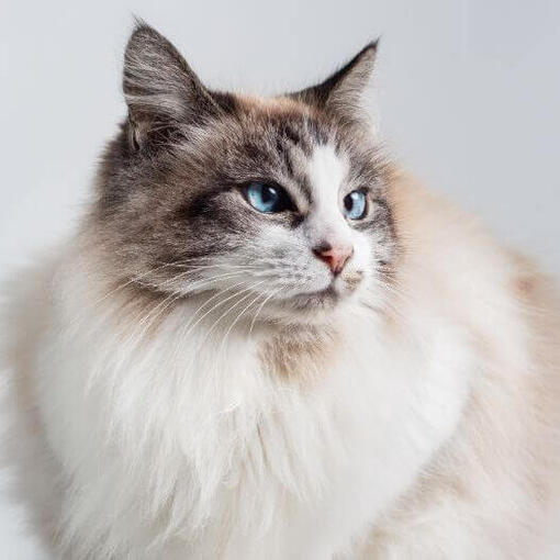 Ragdoll-Katzenrasse