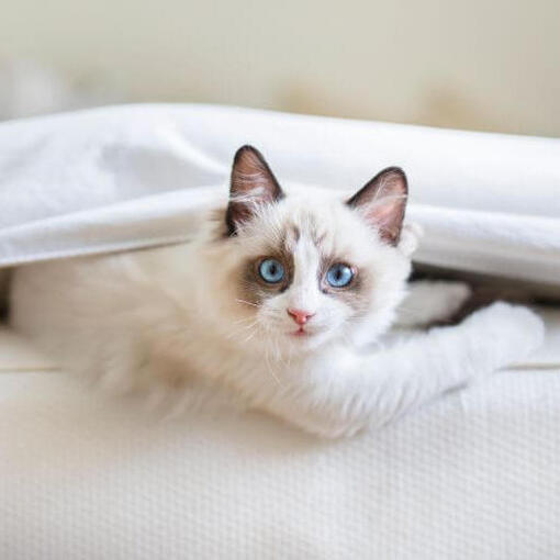 Ragdoll-Katze ruht sich aus