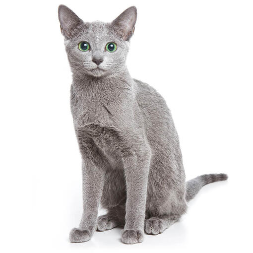 Russisch-blaue Katzenrasse