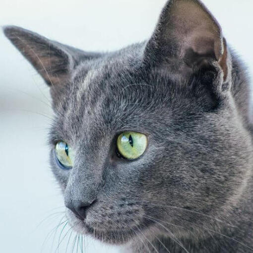 Russisch-blaue Katzenrasse