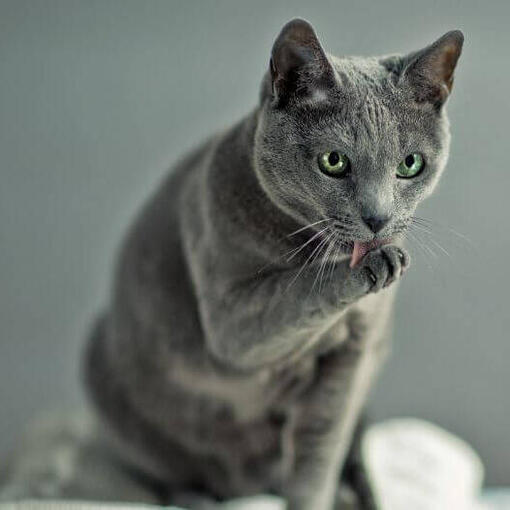 Die russische blaue Katze beobachtet jemanden