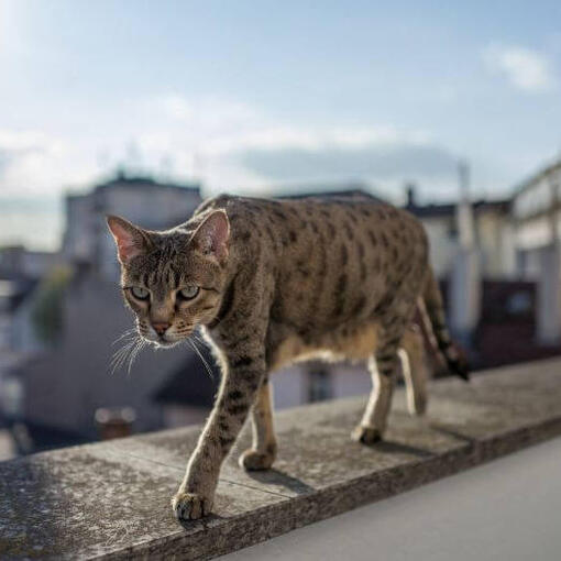 Savannah-Katzenrasse