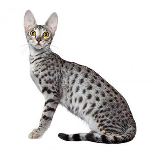 Savannah-Katzenrasse