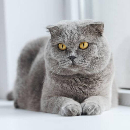 Scottish Fold-Katze steht auf dem Boden