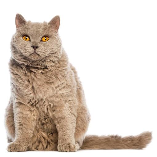 Selkirk-Rex-Katzenrasse