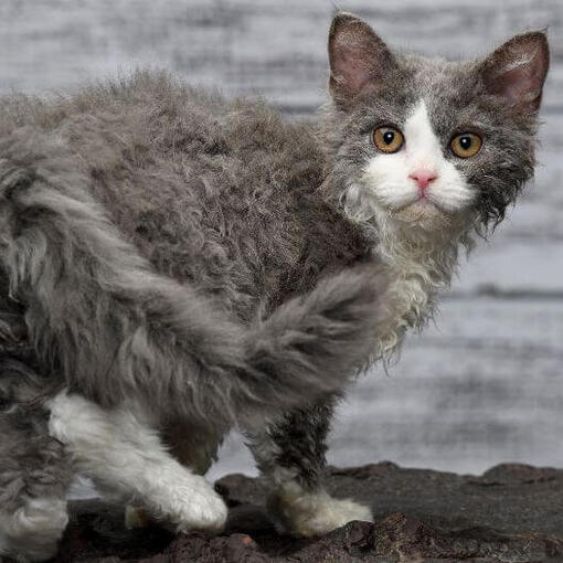 Selkirk-Rex-Katzenrasse
