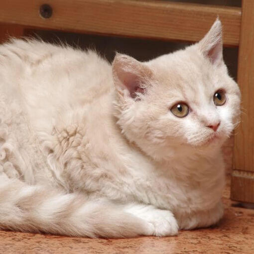 Die Selkirk-Rex-Katze schaut spielerisch zu