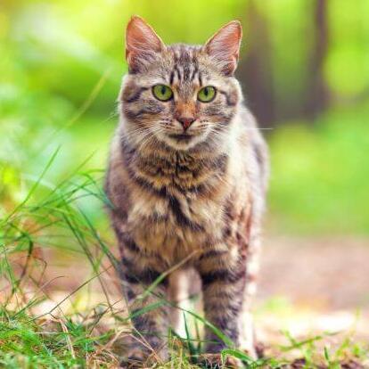 Sibirische Waldkatzenrasse