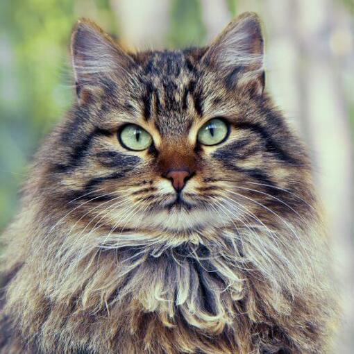 Sibirische Waldkatze geht im Wald spazieren