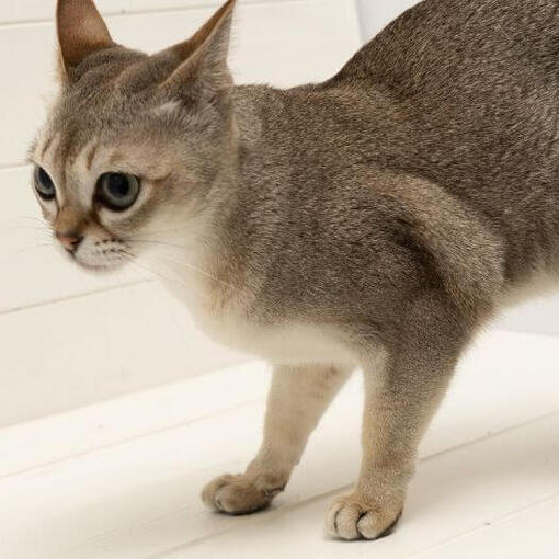 Singapura-Katzenrasse