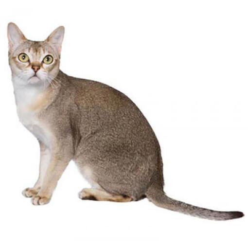 Singapura-Katzenrasse
