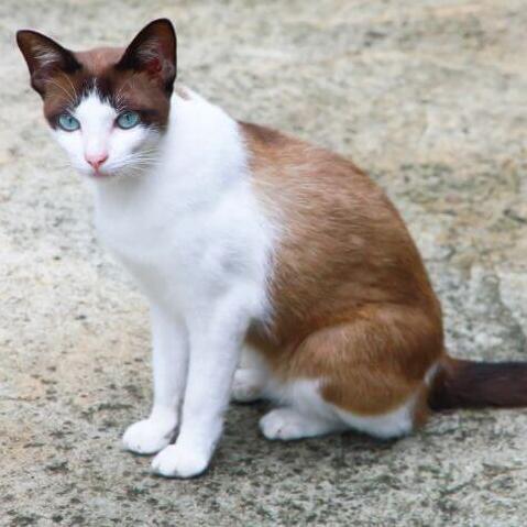 Schneeschuhkatze mit blauen Augen schaut aufmerksam zu