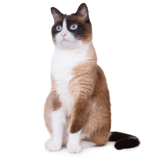 Schneeschuhkatzenrasse