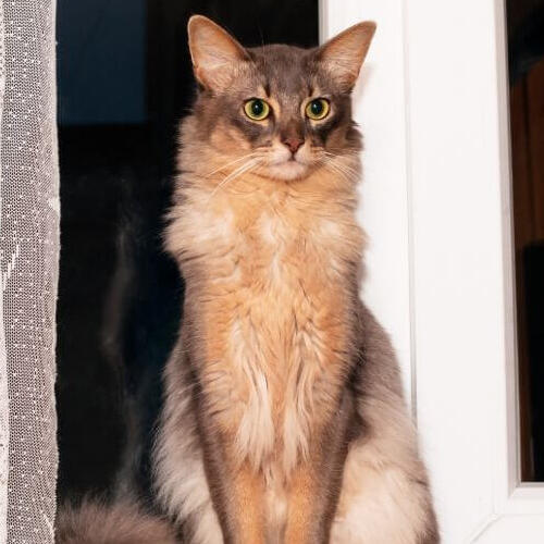 Somalische Katzenrasse