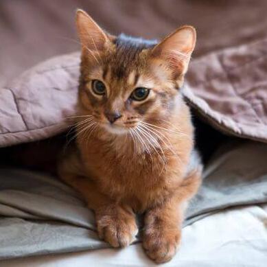 Somalische Katze steht in der Nähe des Fensters