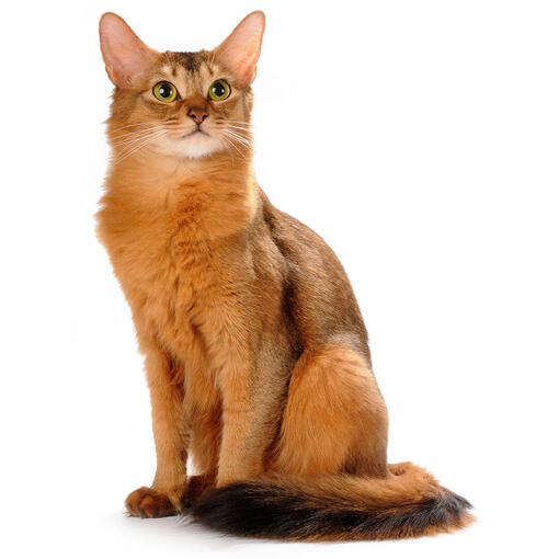 Somalische Katzenrasse