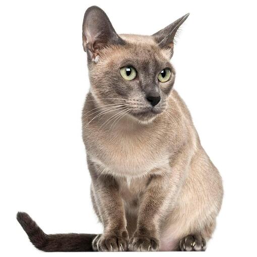 Tonkinese-Katzenrasse