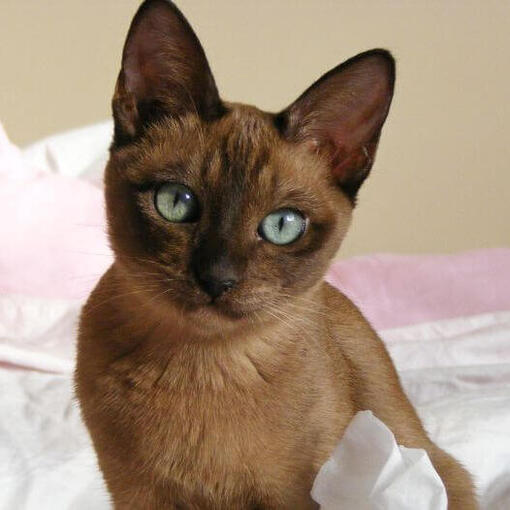 Tonkinese-Katzenrasse
