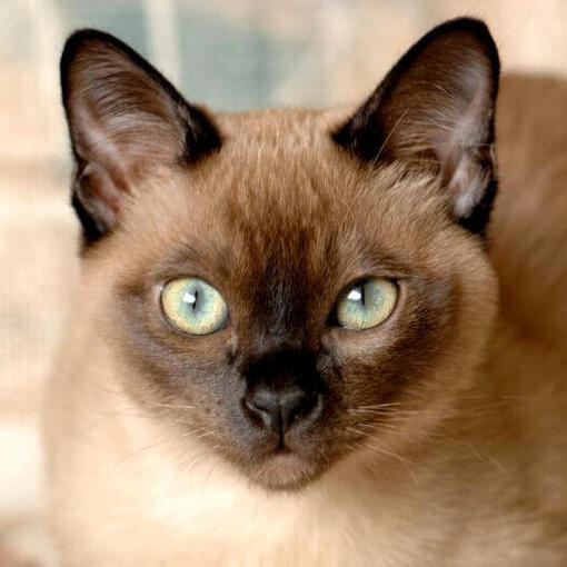 Tonkinese-Katze sitzt auf dem Bett