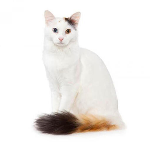 Türkische Van-Katzenrasse