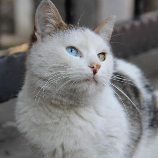 Türkische Van-Katzenrasse